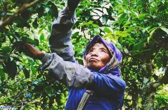 景迈山有哪些知名茶厂、茶馆与茶楼？哪座寨子的茶最出名？