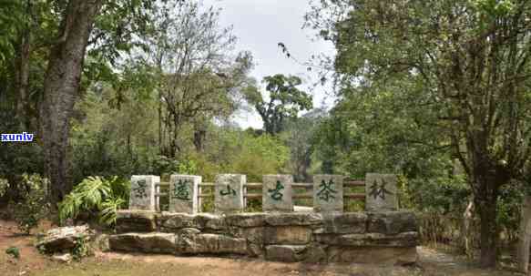 景迈山的茶叶怎么样-景迈山的茶叶怎么样啊