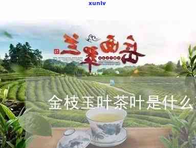 金枝玉叶茶叶是什么茶，探秘名贵茶品：金枝玉叶茶叶的品种与特点