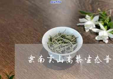 高贡山茶叶，探索高品质生活：高贡山茶叶为您带来纯正的云南好茶