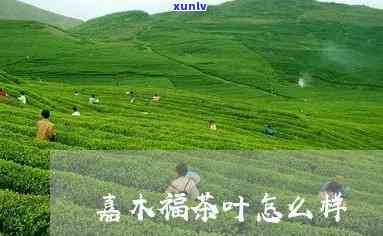 福建千山嘉木茶叶口碑：如何评价这款茶叶？