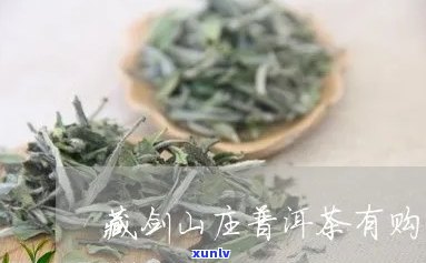 藏剑山茶叶好喝吗？价格如何？口感与品质评价