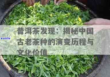 藏剑山古茶，探秘中国古老茶：藏剑山的古茶文化