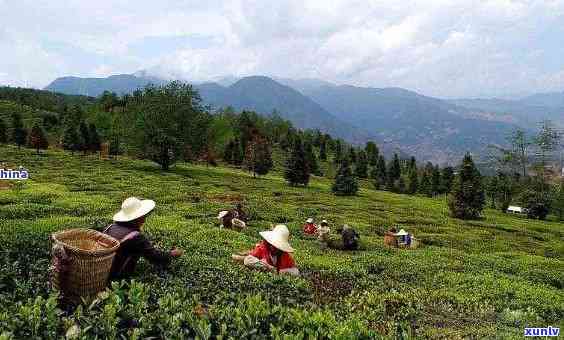 合和茶业，探索云南茶文化的瑰宝：合和茶业的历与故事