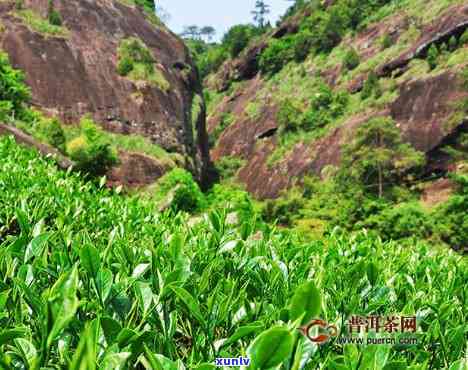 马头岩岩茶好吗，探秘马头岩岩茶：品质优劣如何？