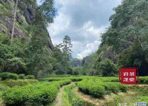 马头岩岩茶好吗，探秘马头岩岩茶：品质优劣如何？