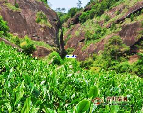 马头岩茶叶，探索优质茶叶：马头岩茶叶的传奇故事