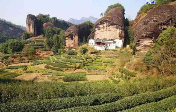 马头岩茶叶，探索优质茶叶：马头岩茶叶的传奇故事