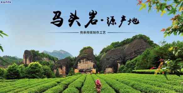 马头岩茶叶，探索优质茶叶：马头岩茶叶的传奇故事