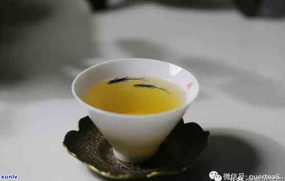 月光美人属于生茶还是熟茶？功效、价格及适宜节全面解析