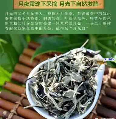 月光美人茶叶怎么样-月光美人茶叶怎么样好喝吗