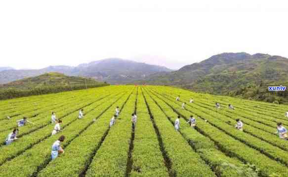 普洱茶之一泡怎么洗茶？普洱茶之一遍需要洗茶吗，泡多长时间倒掉？