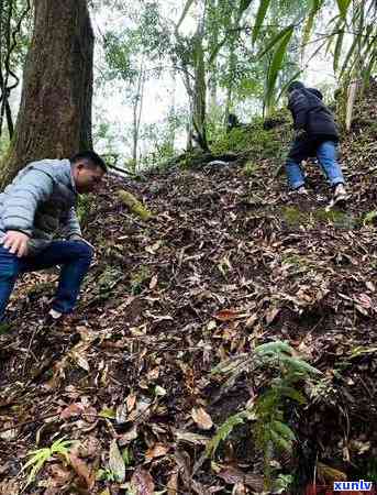 二百多的茶叶哪种比较好？、口感、性价比全面解析