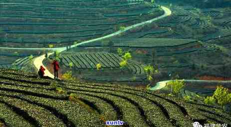 茗扬天下是什么茶？探究茶叶、产品质量与公司背景