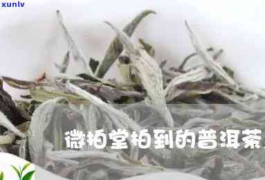 微拍堂的普洱茶怎么样，微拍堂普洱茶：品质如何？全面评测解析