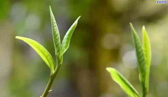 好的春尖茶叶是怎样形成的，探秘好的春尖茶叶的形成过程