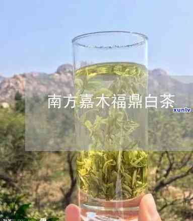 南方嘉木茶叶怎么样-南方嘉木茶叶怎么样啊