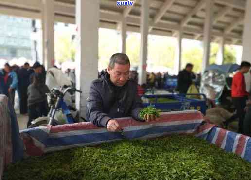 松阳茶叶市场怎么样呀，探秘松阳茶叶市场：品质、价格、服务全解析