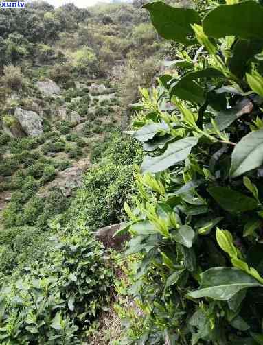 州霄坑风景区：位置、联系方式、攻略与茶叶全解析