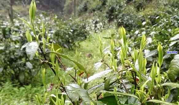 州特产霄坑野生茶，【限时抢购】州特产霄坑野生茶，新茶上市，原产地直供，买二送一，清香四溢，健好茶，送长辈、亲友选择！