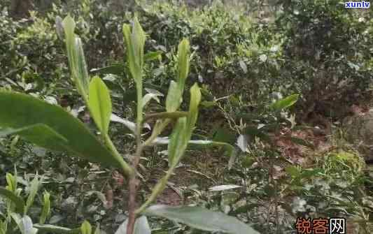 州特产霄坑野生茶，【限时抢购】州特产霄坑野生茶，新茶上市，原产地直供，买二送一，清香四溢，健好茶，送长辈、亲友选择！