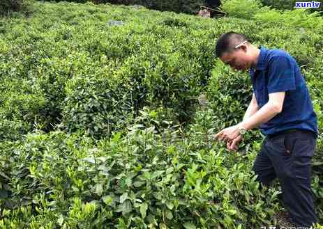 州霄坑茶叶怎么样-州霄坑茶叶怎么样好吃吗