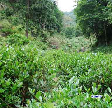 州霄坑茶叶怎么样-州霄坑茶叶怎么样好吃吗