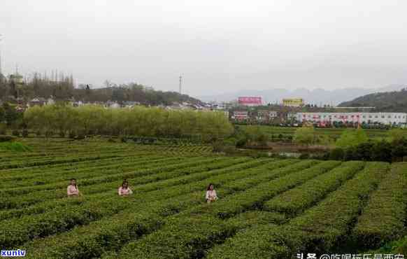 汉中仙毫茶都什么价位，探秘汉中仙毫茶：价格区间大揭秘