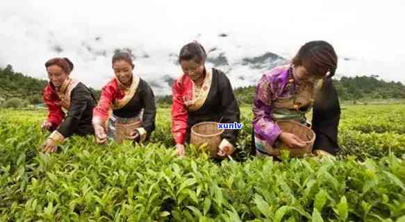 林芝易贡茶叶怎么样好喝吗？官方旗舰店与茶园直供，优质易贡茶等你品尝！