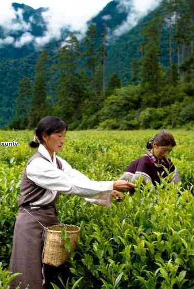 林芝易贡茶叶怎么样好喝吗？官方旗舰店与茶园直供，优质易贡茶等你品尝！