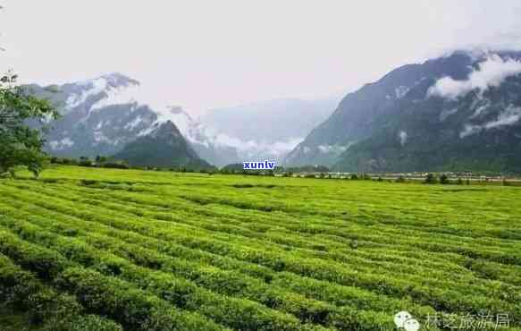 林芝易贡茶叶怎么样好喝吗？官方旗舰店与茶园直供，优质易贡茶等你品尝！