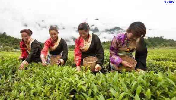 林芝易贡茶厂，探索 *** 林芝易贡茶厂：了解世界顶级藏茶的生产过程