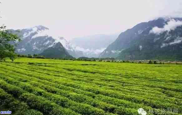 林芝易贡茶场的红茶价格，探寻藏区秘境：林芝易贡茶场红茶价格解析