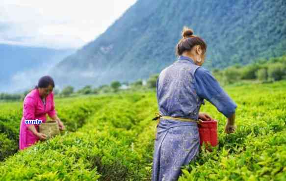 林芝易贡茶场的红茶价格，探寻藏区秘境：林芝易贡茶场红茶价格解析