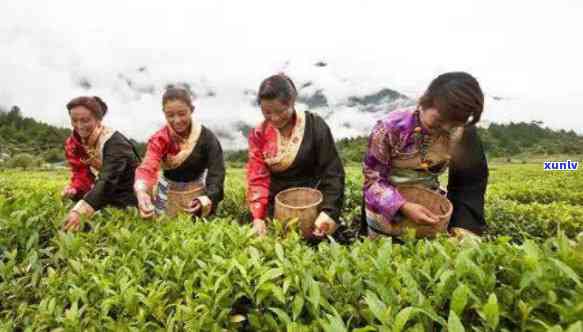 林芝易贡茶场的红茶价格，探寻藏区秘境：林芝易贡茶场红茶价格解析