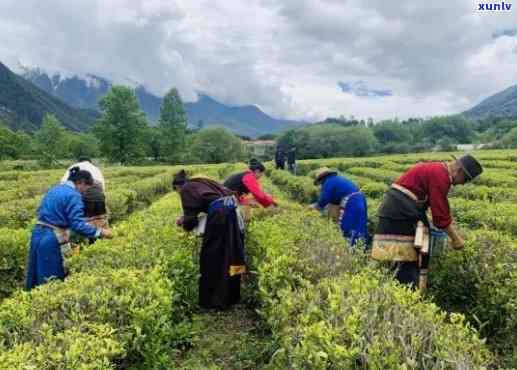  *** 林芝易贡：茶叶、营养品与湖泊探险