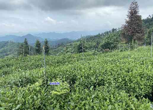 梵净山的茶叶怎么样-梵净山的茶叶怎么样啊