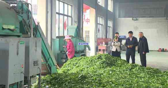 安徽芜湖茶厂：探寻城市中的茶叶文化与产业