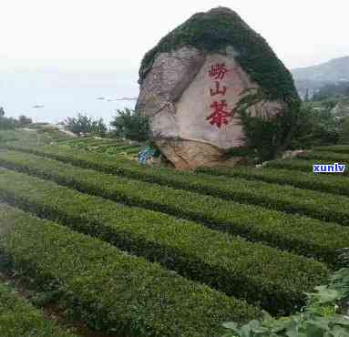 青岛崂山茶叶怎么样-青岛崂山茶叶怎么样好喝吗