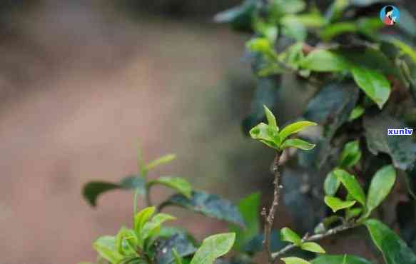 布朗山是什么茶，探秘神秘的茶叶——布朗山，它到底是什么呢？