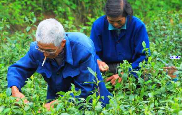 老班章纯料茶价格走势：珍贵茶叶市场的稳定与发展