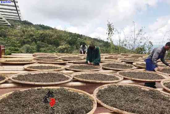 茶叶高晒了会怎样呢，茶叶高晒制的影响：可能会发生什么？