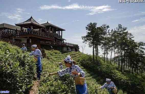 信阳文新茶：观光园、茶园介绍及抖音热门景点视察