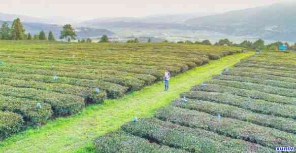 峨桥镇茶叶场，探寻峨桥镇茶叶场：一场味蕾与视觉的宴