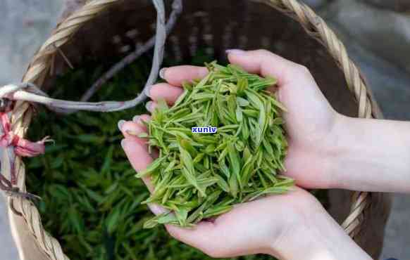 飘香茶叶，品味生活，尽在飘香茶叶