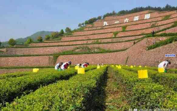 新县卖茶叶的地方，探索新县的茶文化：揭秘茶叶销售地点