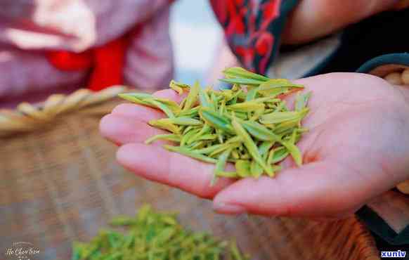 婺源芽玉茶叶，探寻中国茶文化：品尝婺源芽玉茶叶的独特韵味