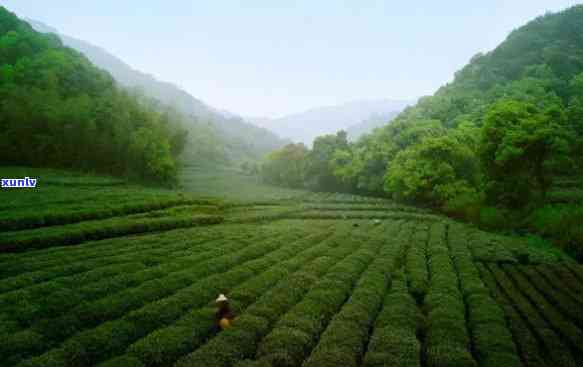 山水之间茶叶是什么茶，探秘山水之间的茶叶：揭开神秘面纱，一其真容！