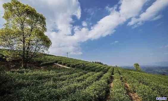 重庆万州茶叶：公司、基地、产品介绍及名茶推荐，地点解析