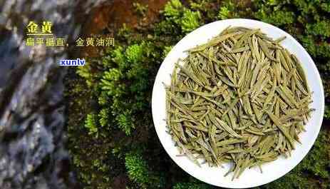 山黄芽茶今年价格多少？最新2021年茶叶价格表，一斤多少钱，新茶价格如何？全面解析山黄芽茶叶品质。